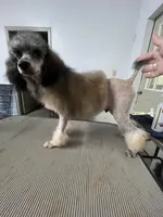 Sable mini/moyen, a male Poodle - Miniature  for sale in Holton, IN – Photo 8 of 9