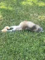 Sable mini/moyen, a male Poodle - Miniature  for sale in Holton, IN – Photo 9 of 9