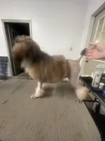 Sable mini/moyen, a male Poodle - Miniature  for sale in Holton, IN – Photo 4 of 9