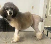 Sable mini/moyen, a male Poodle - Miniature  for sale in Holton, IN – Photo 1 of 9