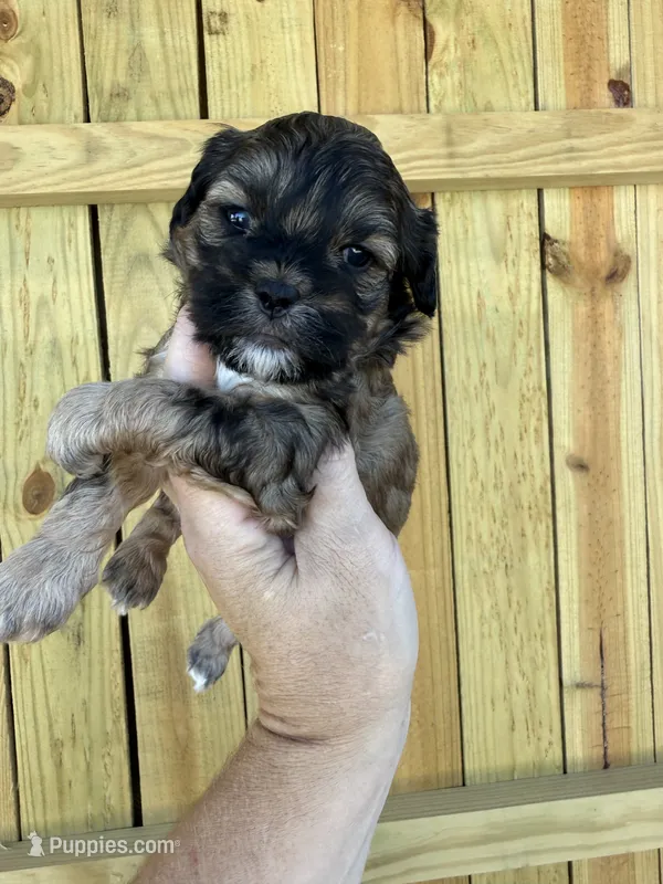 Taylor Swift – Shihpoo puppy for sale in Holton, IN