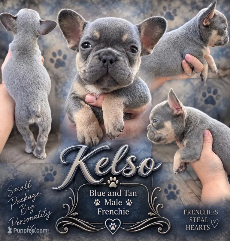 Kelso – French Bulldog puppy for sale in Holton, IN