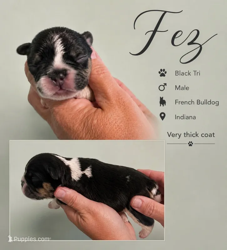 Fez – French Bulldog puppy for sale in Holton, IN
