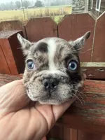 Kiaros, a male French Bulldog for sale in Holton, IN – Photo 1 of 3