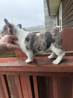 Kiaros, a male French Bulldog for sale in Holton, IN – Photo 2 of 3