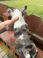 Kiaros, a male French Bulldog for sale in Holton, IN – Photo 3 of 3