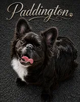 Barron coco, a male French Bulldog for sale in Holton, IN – 3 of 3