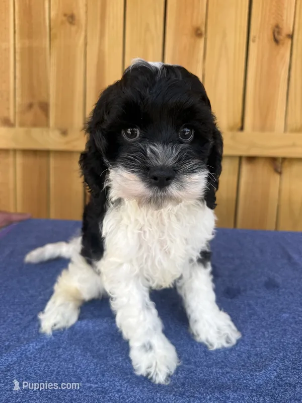 Domino  – Cockapoo puppy for sale in Holton, IN