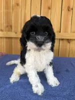 Domino , a male Cockapoo for sale in Holton, IN – 1 of 1