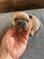 Blue fawn, a female French Bulldog for sale in Holton, IN – Photo 4 of 7