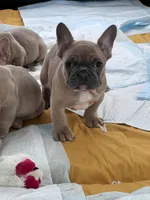 Blue fawn, a female French Bulldog for sale in Holton, IN – Photo 1 of 7