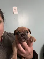 Blue fawn, a female French Bulldog for sale in Holton, IN – Photo 3 of 7