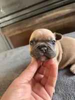 Blue fawn, a female French Bulldog for sale in Holton, IN – Photo 6 of 7