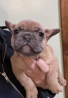 Blue fawn, a female French Bulldog for sale in Holton, IN – Photo 2 of 7