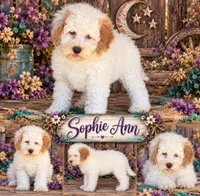 Sophie-Ann, a female Cockapoo for sale in Holton, IN – 1 of 1