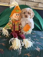 Bailey roan, a male Cockapoo for sale in Holton, IN – 2 of 3