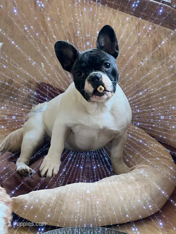 In heat now, a female French Bulldog for sale in Holton, IN – Photo 1 of 5