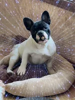 In heat now, a female French Bulldog for sale in Holton, IN – Photo 1 of 5