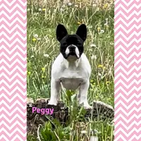 In heat now, a female French Bulldog for sale in Holton, IN – Photo 5 of 5