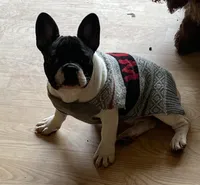 In heat now, a female French Bulldog for sale in Holton, IN – Photo 2 of 5
