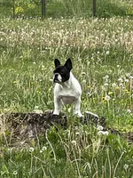 In heat now, a female French Bulldog for sale in Holton, IN – Photo 4 of 5