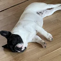 In heat now, a female French Bulldog for sale in Holton, IN – Photo 3 of 5