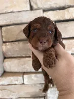 True mini, a male Poodle - Miniature  for sale in Holton, IN – Photo 3 of 4