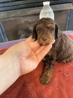 True mini, a male Poodle - Miniature  for sale in Holton, IN – Photo 2 of 4