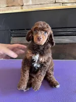 True mini, a male Poodle - Miniature  for sale in Holton, IN – Photo 1 of 4