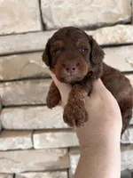 True mini, a male Poodle - Miniature  for sale in Holton, IN – Photo 4 of 4