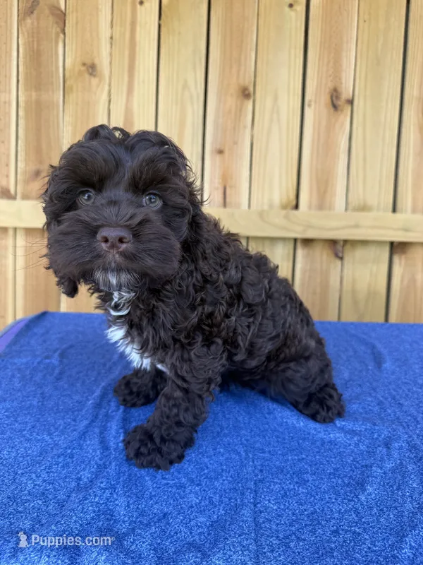 Henry – Cockapoo puppy for sale in Holton, IN