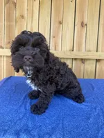 Henry, a male Cockapoo for sale in Holton, IN – 1 of 1