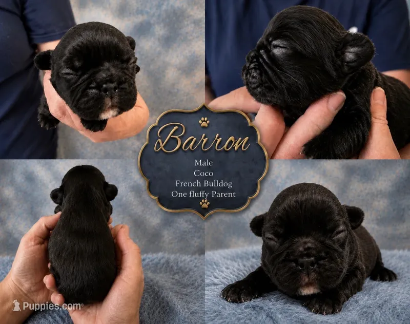 Barron coco – French Bulldog puppy for sale in Holton, IN