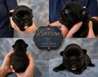 Barron coco, a male French Bulldog for sale in Holton, IN – 1 of 3