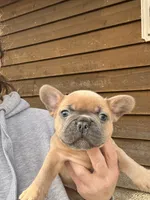 Pet only, a male French Bulldog for sale in Holton, IN – Photo 1 of 2