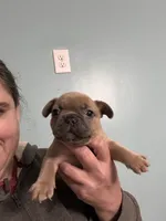 Pet only, a male French Bulldog for sale in Holton, IN – Photo 2 of 2