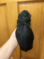 Phantom female , a female French Bulldog and Cockapoo for sale in Holton, IN – Photo 3 of 5