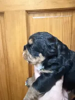 Phantom female , a female French Bulldog and Cockapoo for sale in Holton, IN – Photo 2 of 5