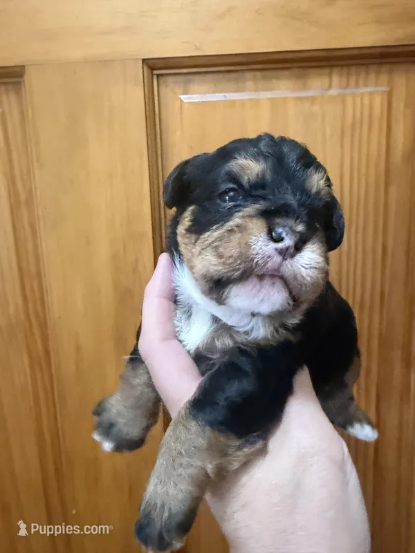 Phantom female  – French Bulldog, Cockapoo puppy for sale in Holton, IN