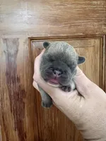 Frau Farbissina, a female French Bulldog for sale in Holton, IN – Photo 8 of 10