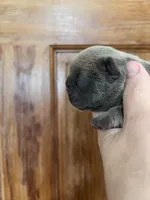 Frau Farbissina, a female French Bulldog for sale in Holton, IN – Photo 7 of 10