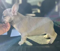 Frau Farbissina, a female French Bulldog for sale in Holton, IN – Photo 10 of 10