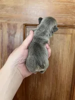 Frau Farbissina, a female French Bulldog for sale in Holton, IN – Photo 5 of 10