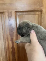 Frau Farbissina, a female French Bulldog for sale in Holton, IN – Photo 9 of 10