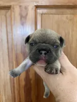 Frau Farbissina, a female French Bulldog for sale in Holton, IN – Photo 6 of 10