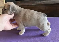 Frau Farbissina, a female French Bulldog for sale in Holton, IN – Photo 4 of 10