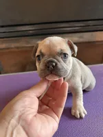 Frau Farbissina, a female French Bulldog for sale in Holton, IN – Photo 3 of 10