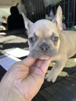 Frau Farbissina, a female French Bulldog for sale in Holton, IN – Photo 1 of 10