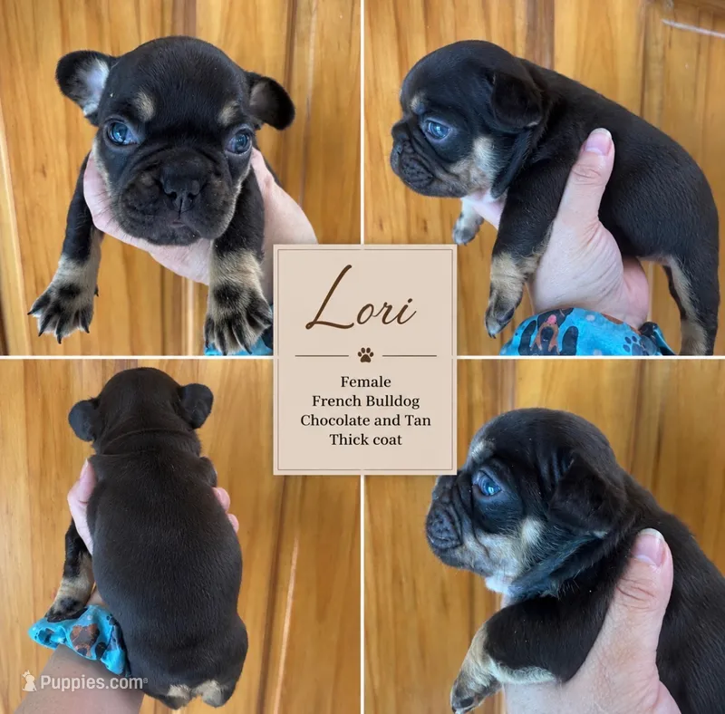 Laurie – French Bulldog puppy for sale in Holton, IN