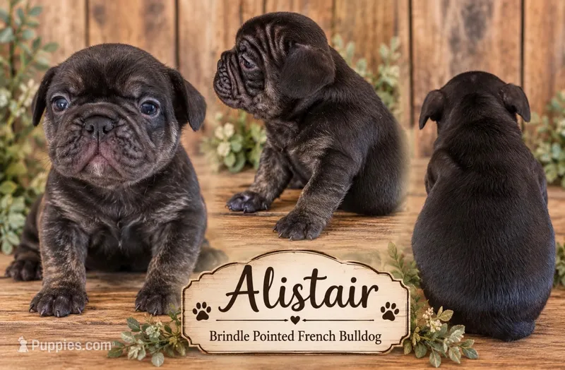 Alistair – French Bulldog puppy for sale in Holton, IN